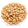 Best Selling 800g Canned Beans in Tomato Sauce